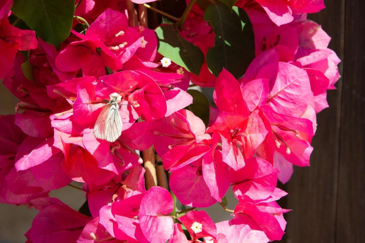 Asfodelo Ristorante Di Campagna Bed & Breakfast Altamura Bagian luar foto